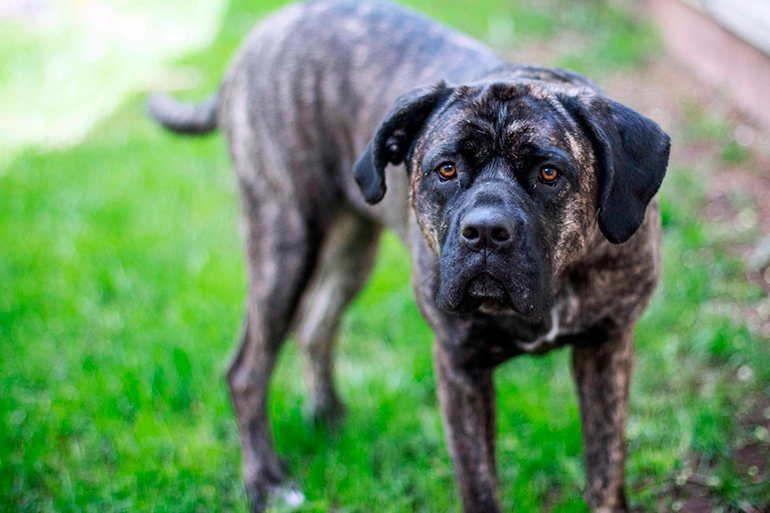 perro alano español
