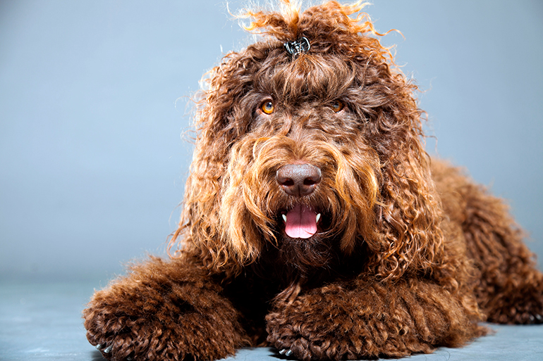 perro-barbet-tumbado