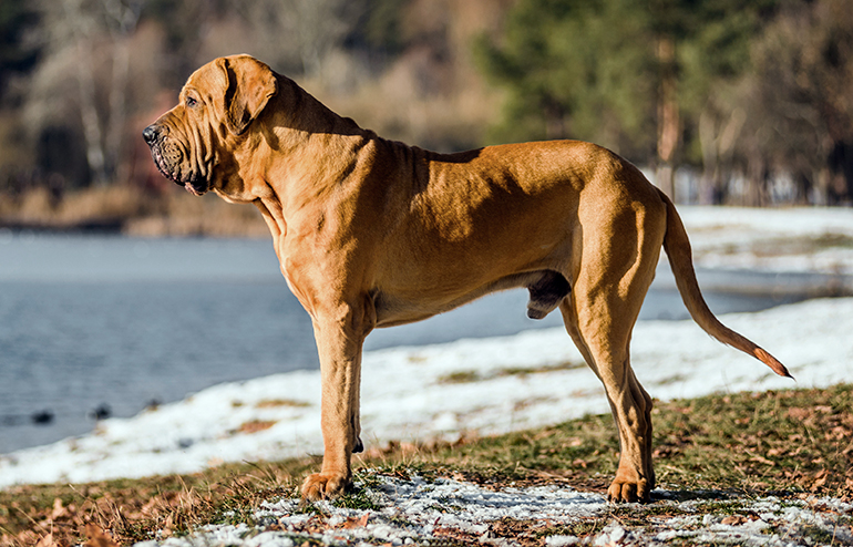 perro fila brasileiro en la nieve perro fila brasileiro en la nieve