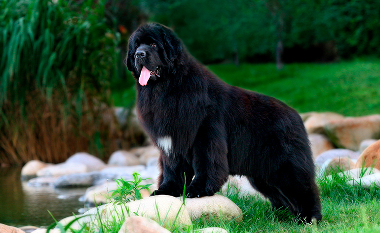 terranova-disfrutando-del-jardín