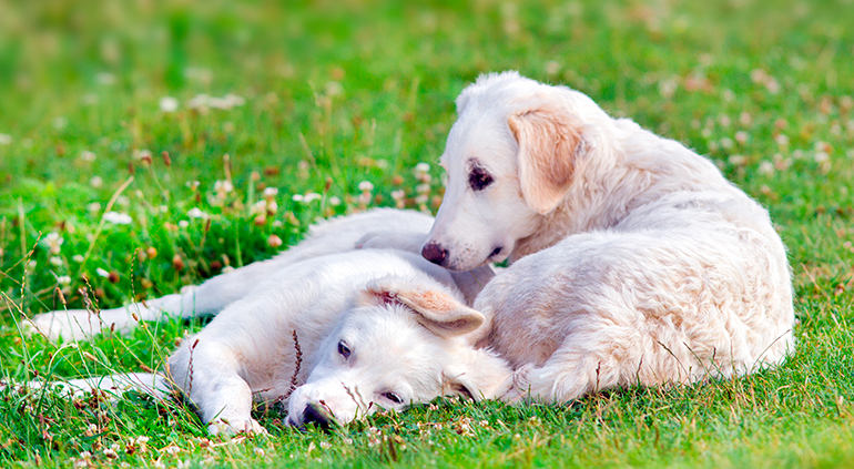 Cachorros-de-raza-kuvasz