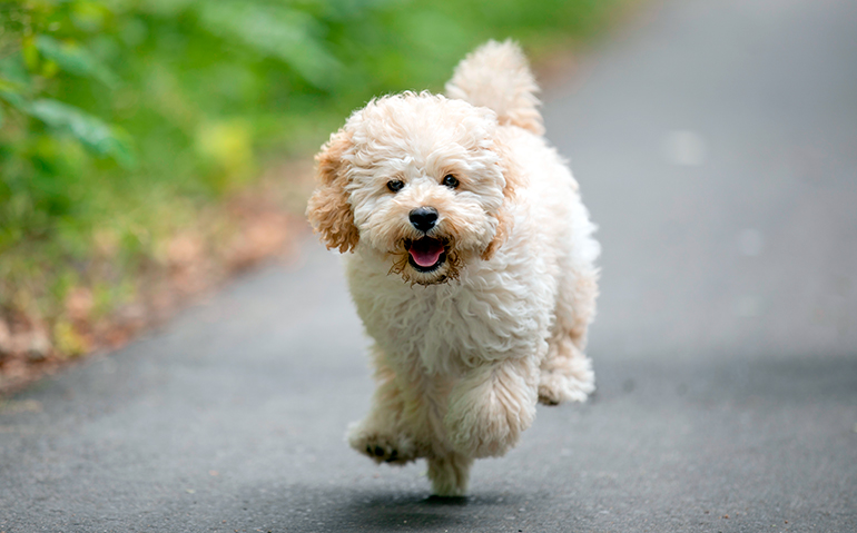 Maltipoo corriendo hacia su dueño
