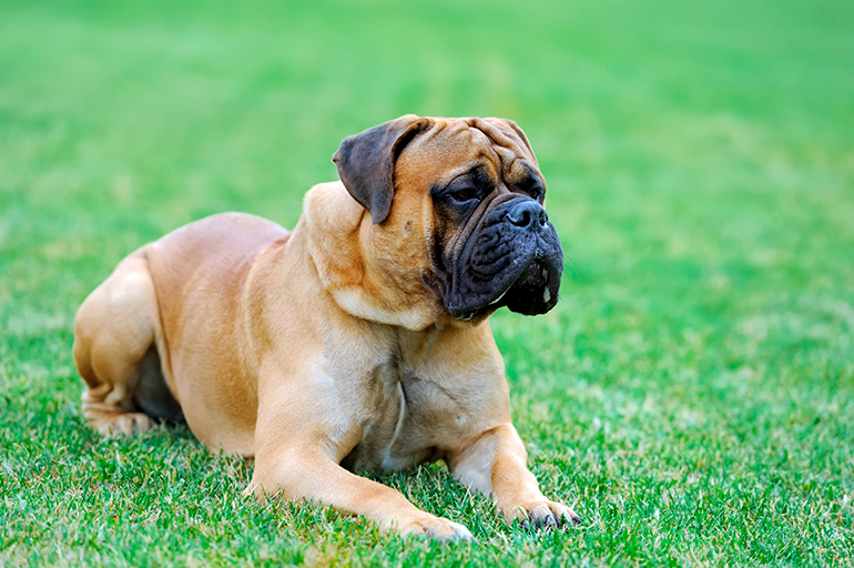 Mastín-inglés-tumbado-sobre-el-cesped