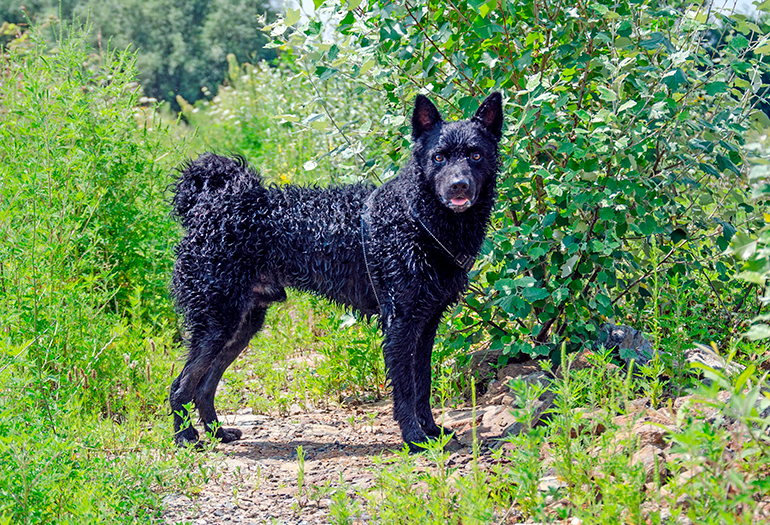 Pastor-croata-en-el-bosque