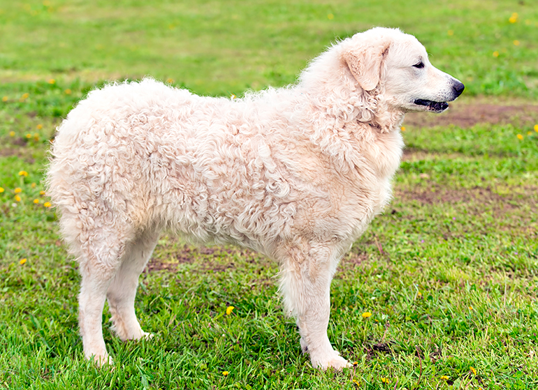 Perro-adulto-de-raza-kuvasz