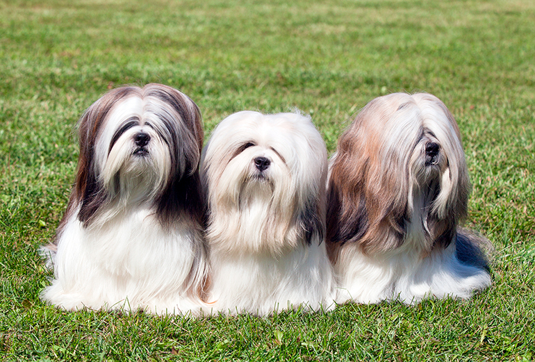 Perros de raza Shih tzu en el jardín