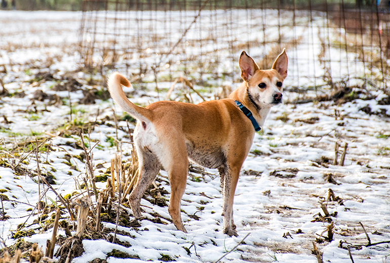 Podenco-canario-jugando-en-la-nieve