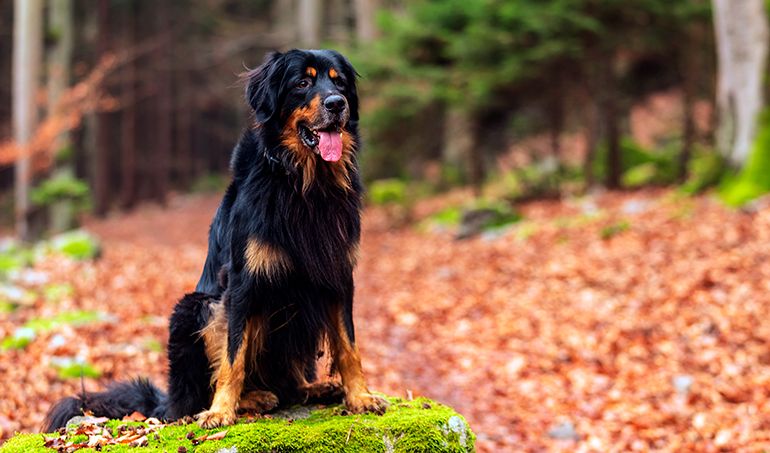 aspecto-físico-del-hovawart