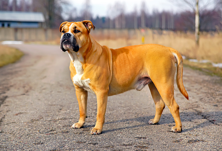 ca-de-bou-paseando-por-la-calle