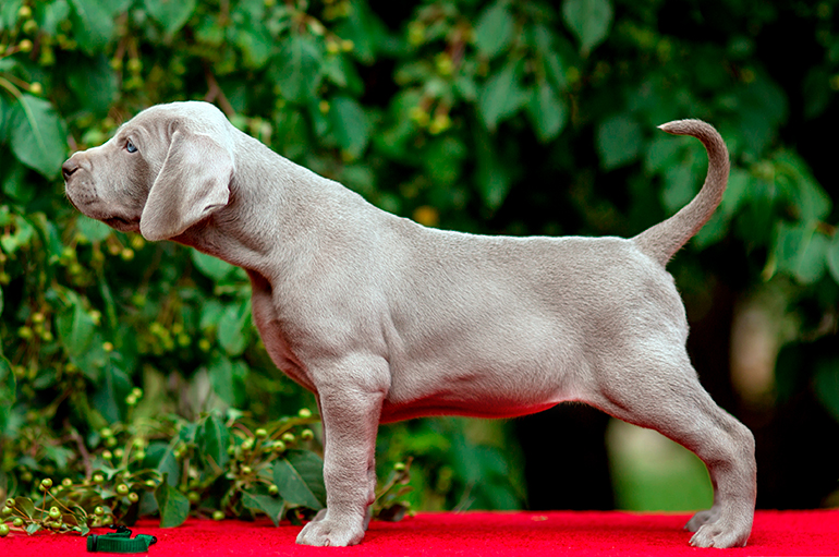 cachorro-de-braco-de-weimar