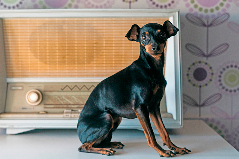 características-del-ratón-de-praga