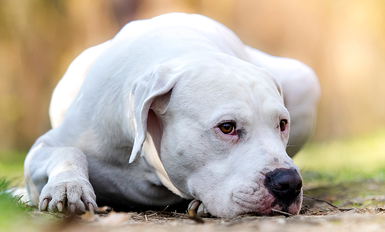 dogo argentino tumbado y obserbando