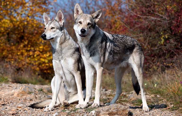 dos-perros-de-raza-perro-lobo-de-saarloos