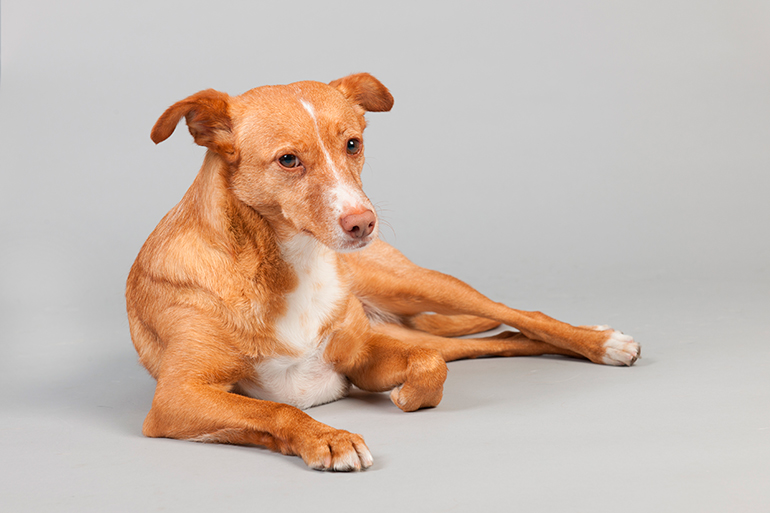 físico-de-un-Podenco-canario