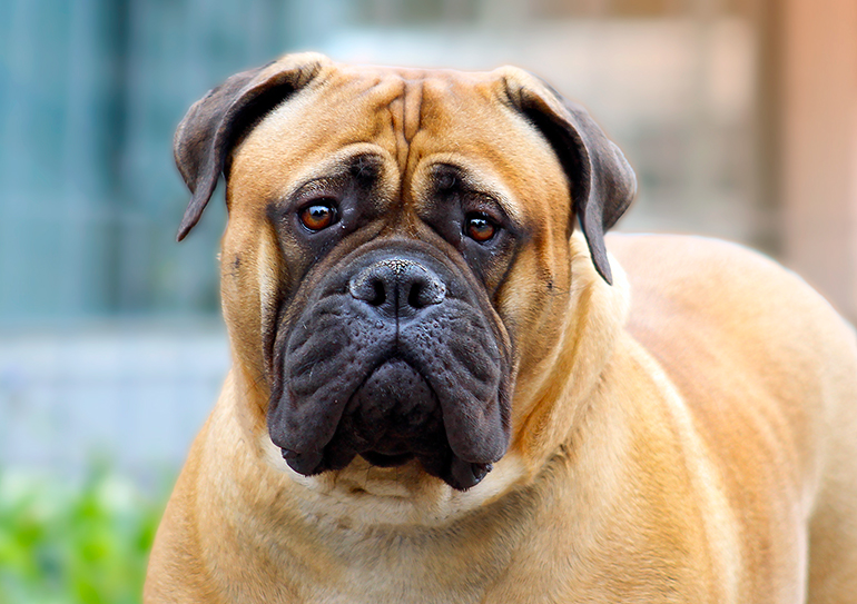 hocivo de un perro bullmastif