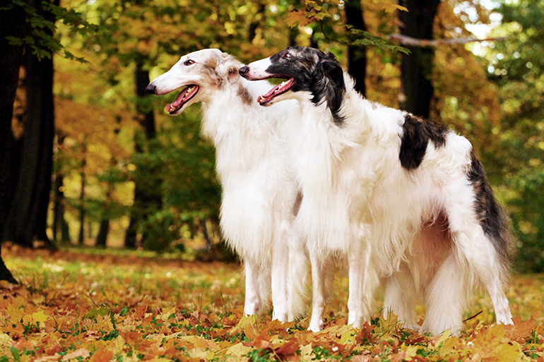 pareja-de-perros-de-raza-borzoi-en-el-bosque