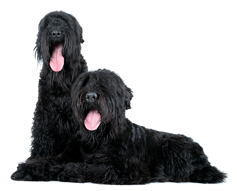 pareja-de-perros-de-raza-terrier-negro-ruso