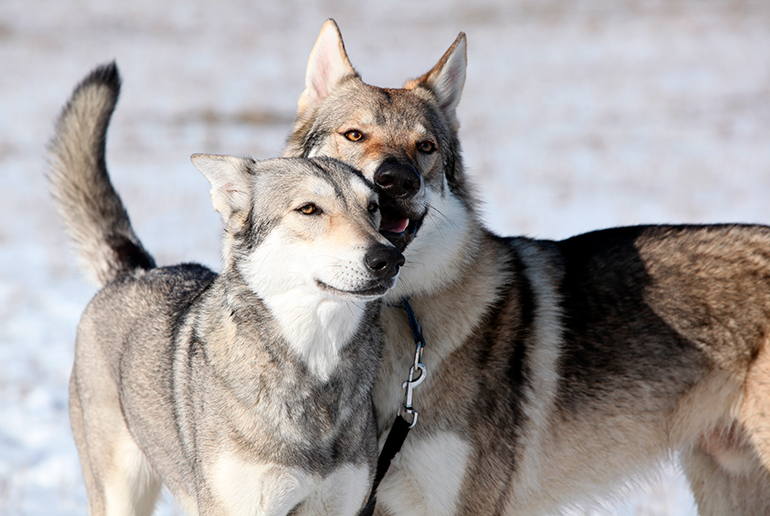 pareja-de-perros-lobo-de-saarloos