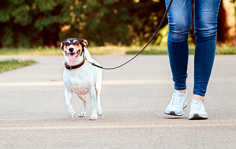 perro-bodeguero-paseando-con-su-dueña