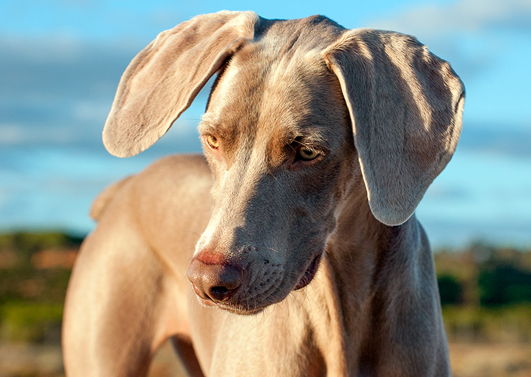 perro de raza braco de weimar