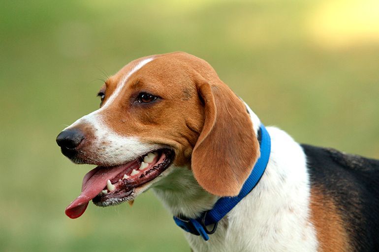 perro de raza harrier