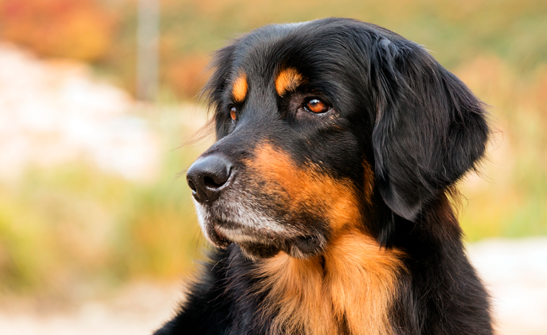 perro-de-raza-hovawart