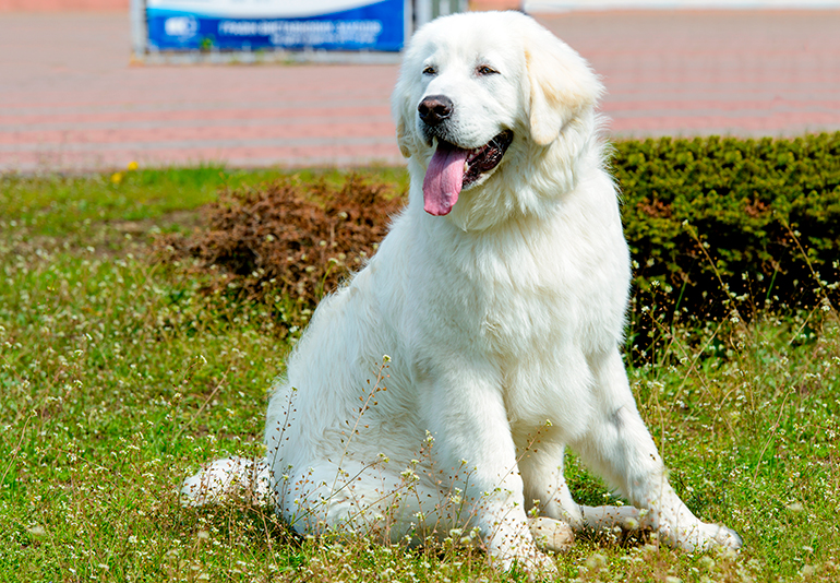 perro kuvasz