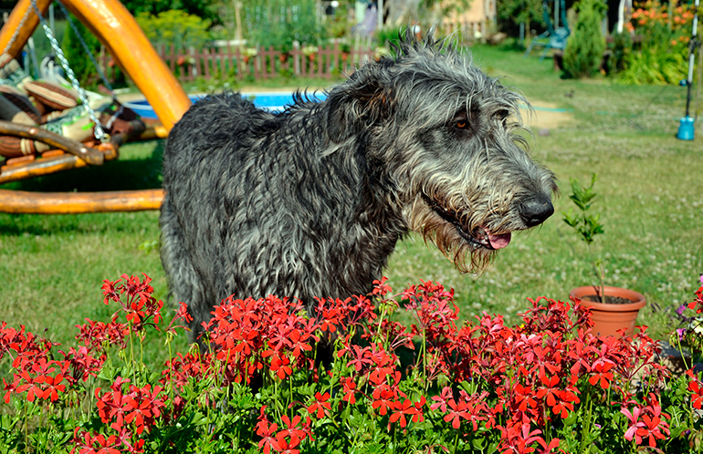perro lobero irlandés en el jardín