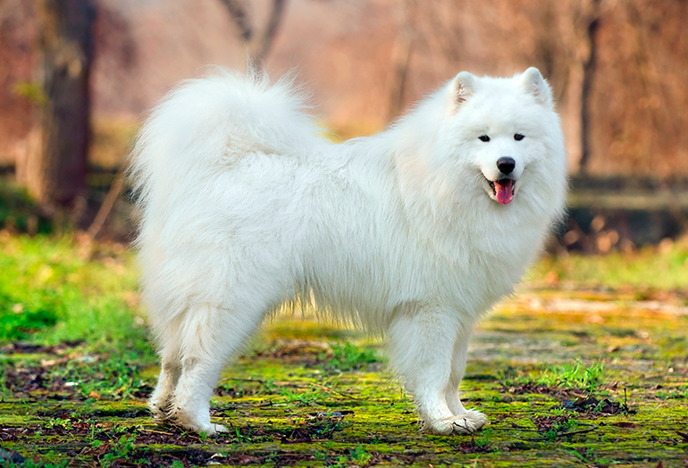 samoyedo posando en el bosque samoyedo posando en el bosque