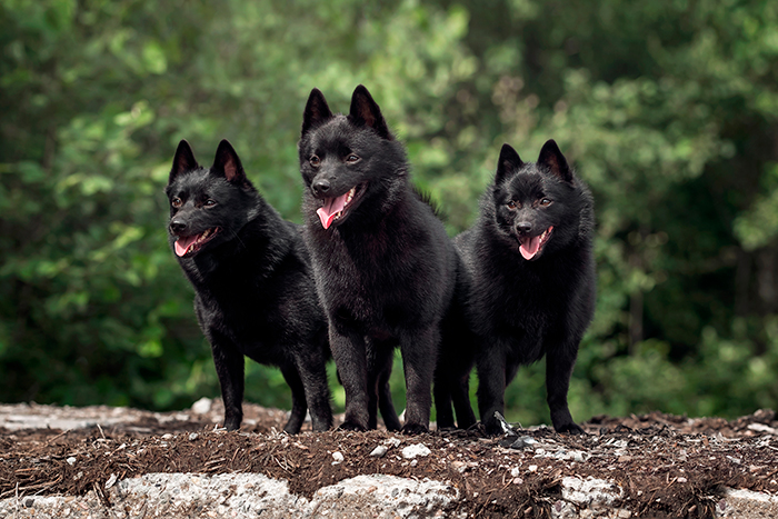 trio-de-Schipperke-en-el-bosque