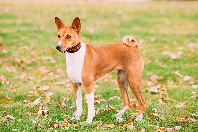 Basenji en el jardín