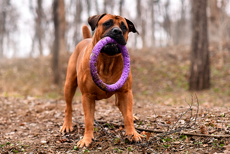 Boerboel-jugando-en-el-bosque