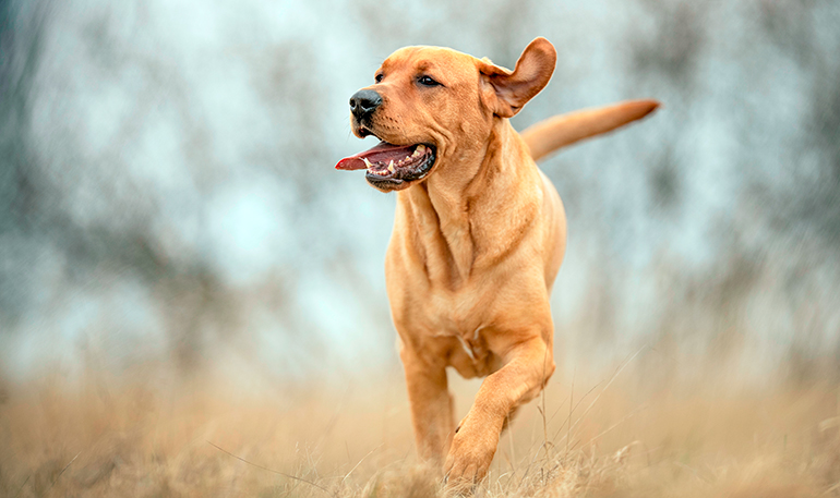 Broholmer-corriendo-en-el-campo