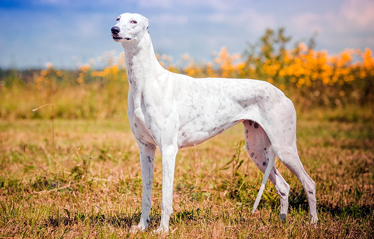 Galgo-Inglés-blanco