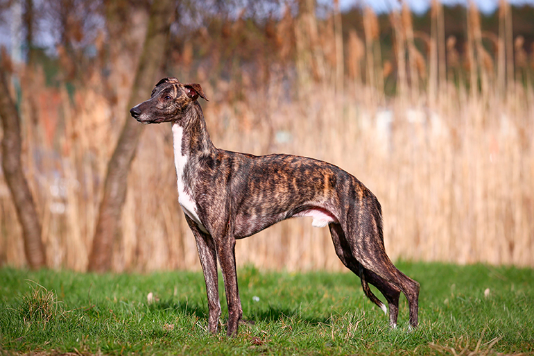 Galgo-Inglés-marron-y-blanco