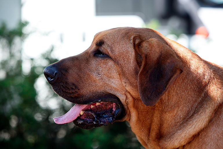cabeza-de-perro-de-raza-Broholmer