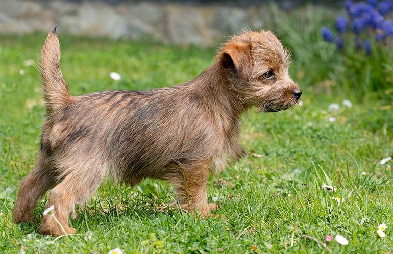 cachorro-de-Norfolk-Terrier