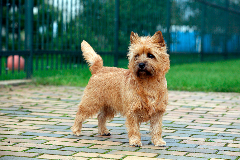 cairn-terrier-posando-en-el-patio
