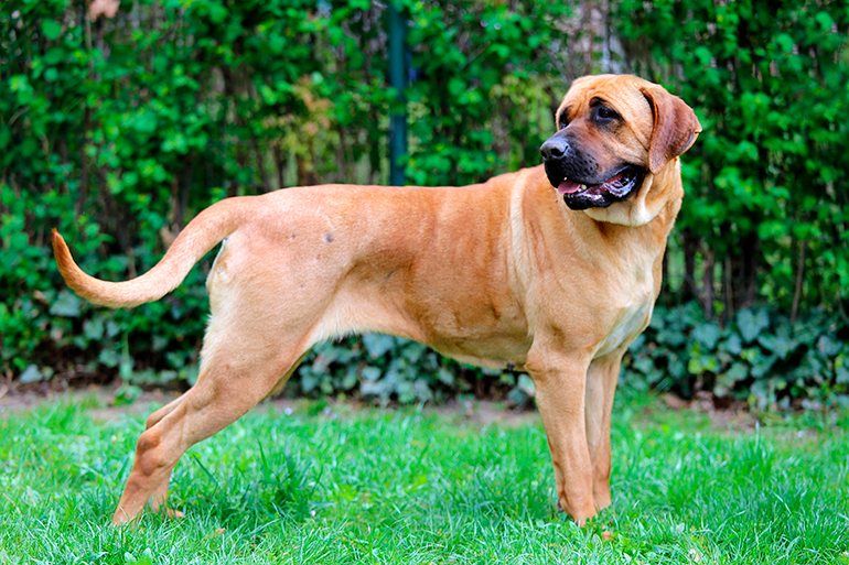 características-de-un-tosa-inu