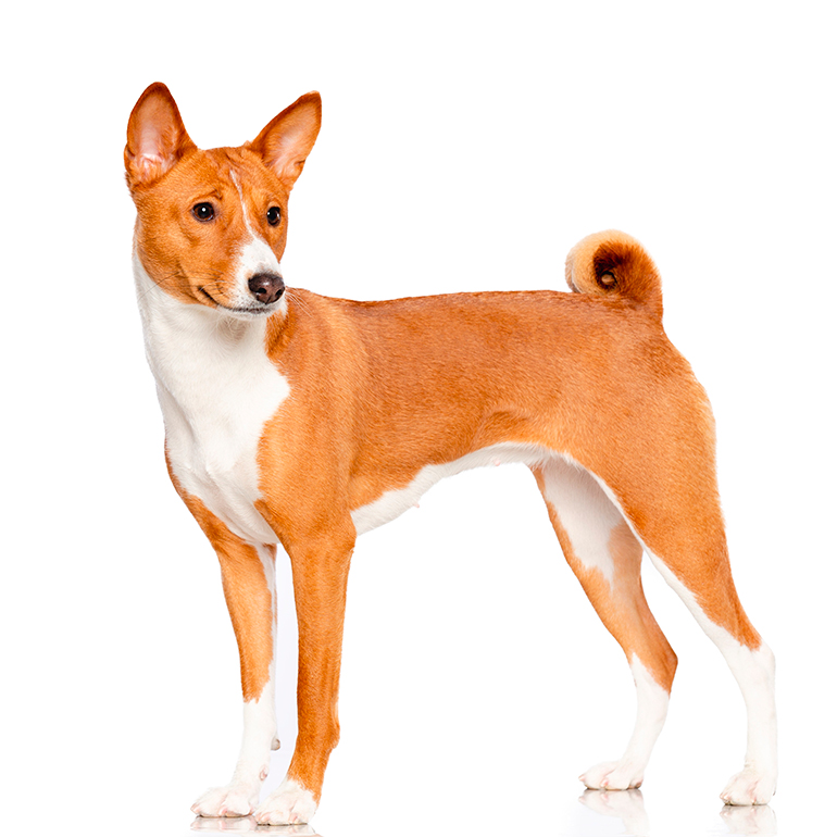 características-del-perro-Basenji