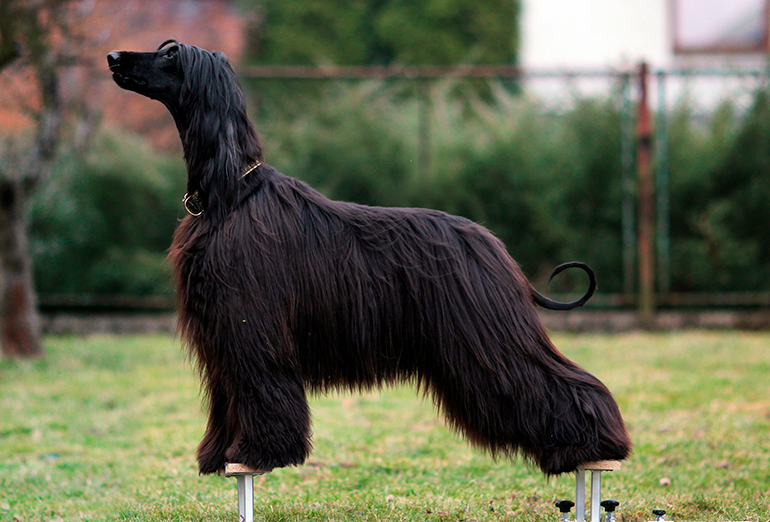 lebrel-afgano-posando-en-competición-de-belleza