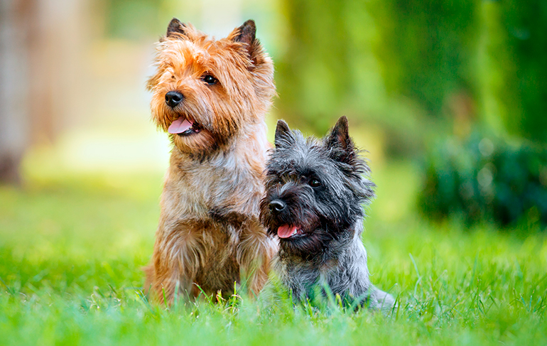 pareja-de-perros-cairn-terrier-jugando-en-el-cesped