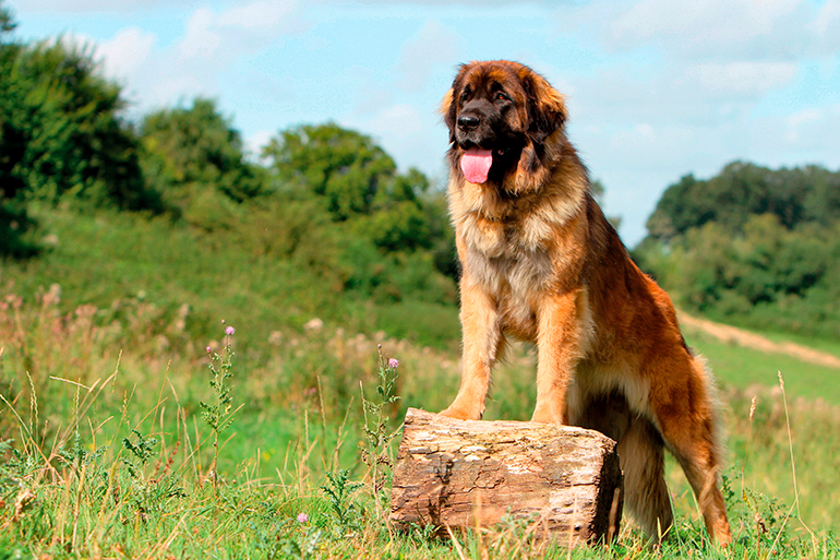 perro Leonberger sobre un tronco