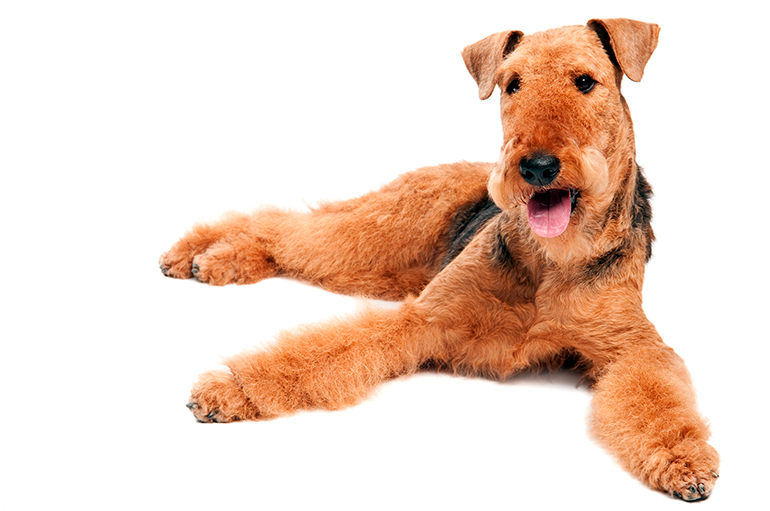 Airedale-Terrier