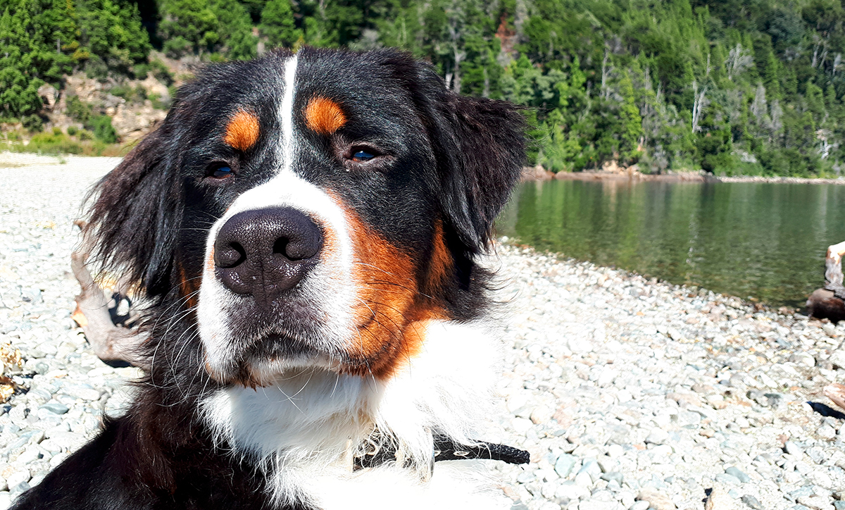 Boyero de Berna junto al lago