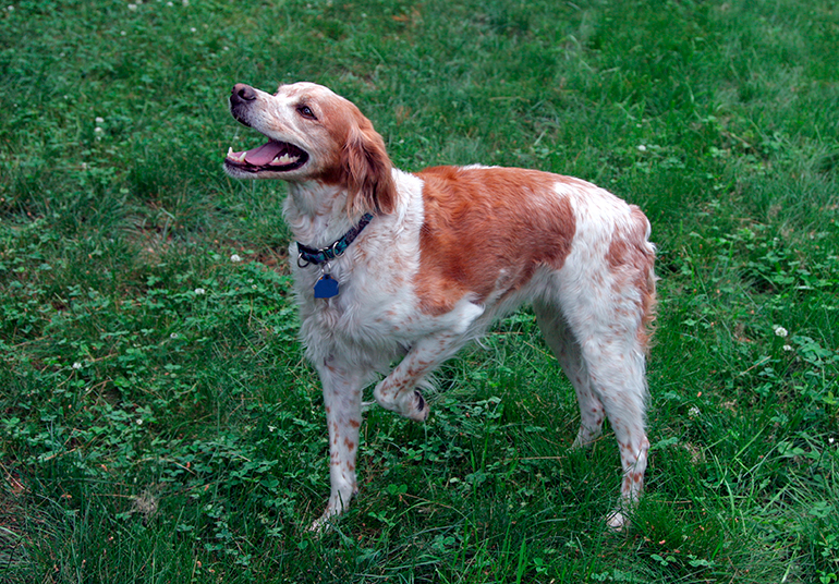 Bretón-en-el-jardín