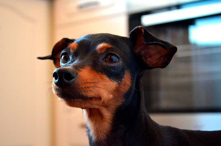 Cabeza-de-Pinscher-Miniatura