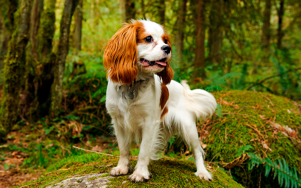 Cavalier King Charles Spaniel en el bosque
