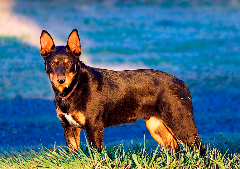 Kelpie-australiano-observando-desde-la-ladera