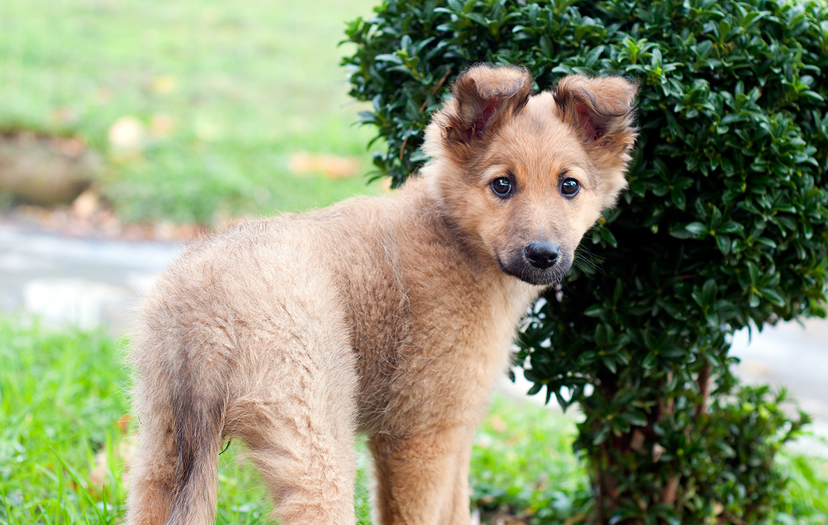 Pastor Vasco cachorro
